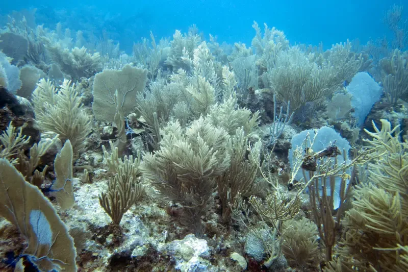 Mar Rosso Dove Andare tra Hurghada, Marsa Alam, Sharm El Sheikh e Berenice