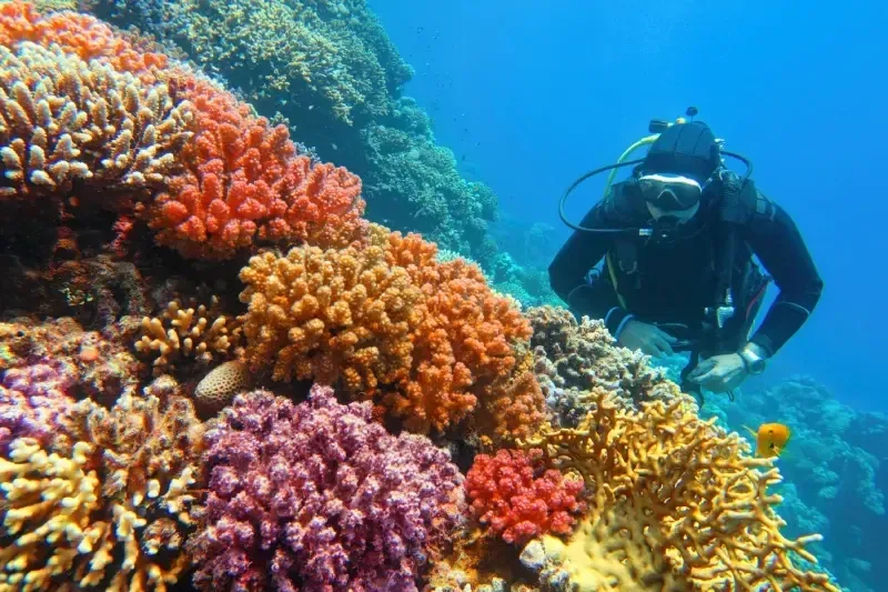 Barriera corallina di Marsa Alam con pesci tropicali.
