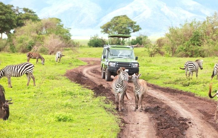 Tanzanie Safari
