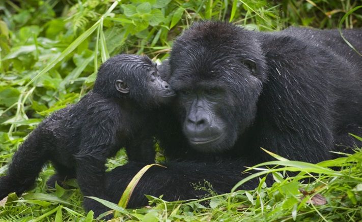 Bwindi National Park Gorillas
