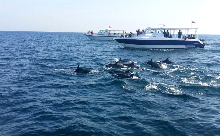 Dolphin Tour Muscat