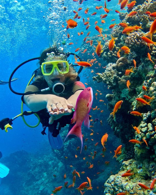 The Wonders of the Red Sea