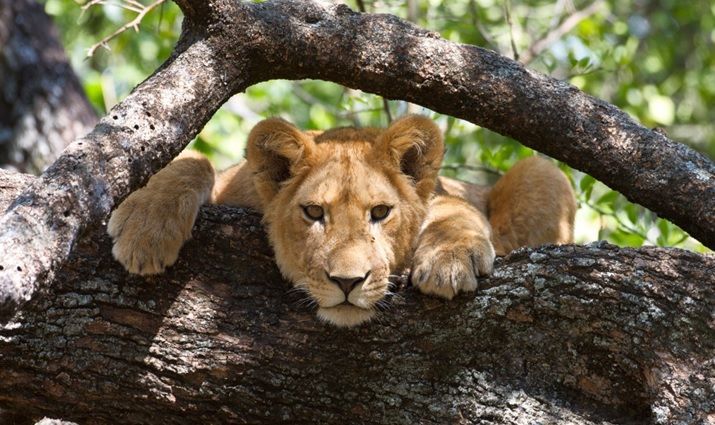 Tanzania Safari