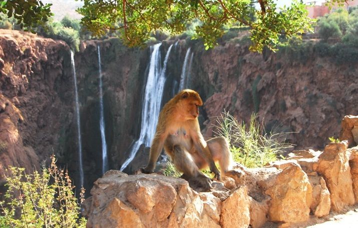 Visite Cascade Ouzoud 
