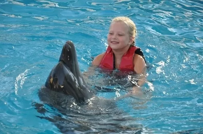 Sharm, Swim with Dolphin