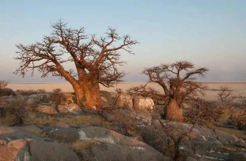 Baobab Trees