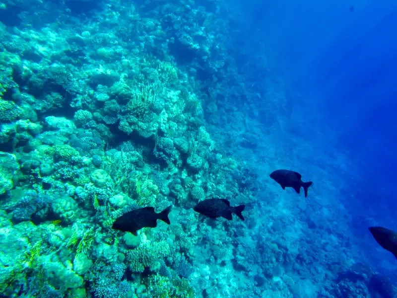 Barriera corallina del Mar Rosso con pesci colorati