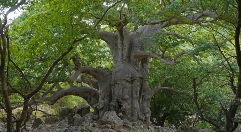 Baobab Trees