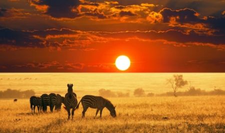 Safari africain : le guide complet pour un voyage d’aventure