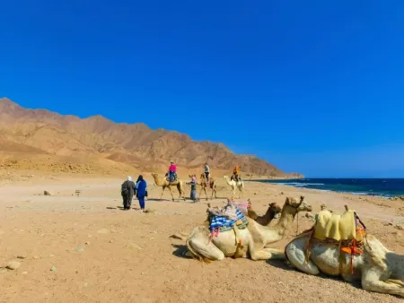 Cammelli nel Deserto Sharm