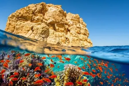 Barriera corallina e pesci del Mar Rosso in Egitto
