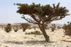 Frankincense Tree in Salalah