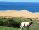 The animals of Souss-Massa National Park